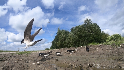 <i class='fa fa-user'></i> Krijn Dijkema |   Huiszwaluw  <i class='fa fa-eye'> 396</i>  <i class='fa fa-thumbs-up'> 6</i>   <i class='fa fa-comment-o'> 7</i>