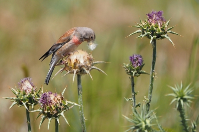 <i class='fa fa-user'></i> corvanspijk |   Kneu  <i class='fa fa-eye'> 299</i>  <i class='fa fa-thumbs-up'> 2</i>   <i class='fa fa-comment-o'> 3</i>