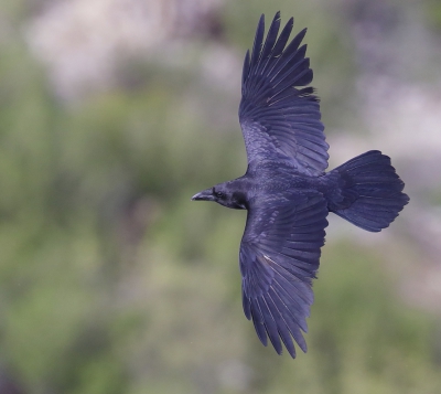 <i class='fa fa-user'></i> Ben Reitsma |   Raaf  <i class='fa fa-eye'> 379</i>   <i class='fa fa-comment-o'> 5</i>