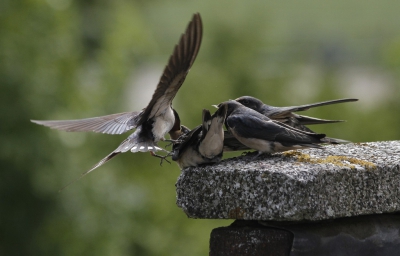 7 jongen hadden de boerenzwaluwen ;een hele klus om ze groot te brengen..
Vanuit mijn slaapkamerraam kon ik ze vandaag mooi observeren en fotograferen.Hier is duidelijk het beschermende vlies te zien van de dreumes die gevoerd wordt.