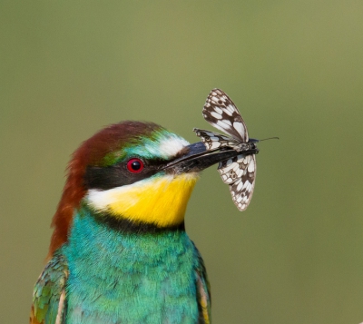 <i class='fa fa-user'></i> Marco Simonis |   Bijeneter  <i class='fa fa-eye'> 430</i>  <i class='fa fa-thumbs-up'> 7</i>   <i class='fa fa-comment-o'> 8</i>