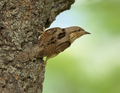 <i class='fa fa-user'></i> Boudewijn Schreiner |   Draaihals  <i class='fa fa-eye'> 417</i>  <i class='fa fa-thumbs-up'> 9</i>   <i class='fa fa-comment-o'> 9</i>