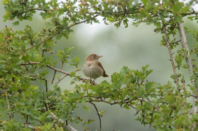 <i class='fa fa-user'></i> Wil Doorn-Meijne |   Nachtegaal  <i class='fa fa-eye'> 212</i>  <i class='fa fa-thumbs-up'> 8</i>   <i class='fa fa-comment-o'> 16</i>