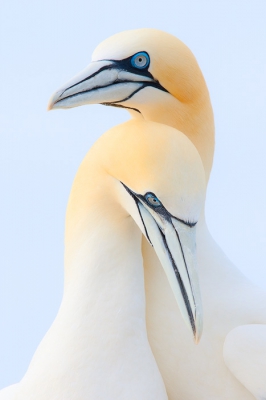 Paartje Jan van Genten op Saltee Island, Ierland. Dit eiland is een paradijs voor vogelaars en fotografen.