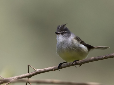 <i class='fa fa-user'></i> Paul van Giersbergen |   Witkuiftachuri  <i class='fa fa-eye'> 181</i>   <i class='fa fa-comment-o'> 1</i>