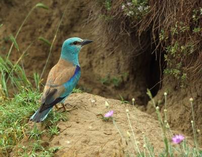 <i class='fa fa-user'></i> Boudewijn Schreiner |   Scharrelaar  <i class='fa fa-eye'> 347</i>  <i class='fa fa-thumbs-up'> 1</i>   <i class='fa fa-comment-o'> 7</i>