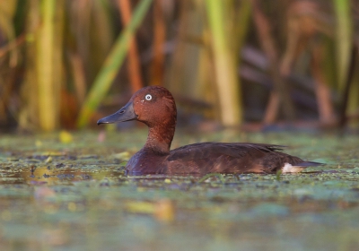 Op deze ochtend stond er een, "floating hide" op het programma voor de Woudaap, Kwak, Ringslang enz,
Toen ik een zijslootje indook kwam ik oog en oog met, zelfs voor Bulgarije een bijzondere eend die zich nauwelijks laten fotograferen.
Dus ben hier uiteraard,blij mee.