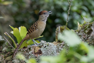 <i class='fa fa-user'></i> Paul van Giersbergen |   Reuzenmierklauwier  <i class='fa fa-eye'> 190</i>   <i class='fa fa-comment-o'> 5</i>