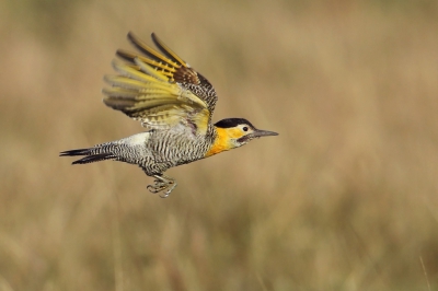 <i class='fa fa-user'></i> Martjan Lammertink |   Camposgrondspecht  <i class='fa fa-eye'> 356</i>  <i class='fa fa-thumbs-up'> 13</i>   <i class='fa fa-comment-o'> 11</i>