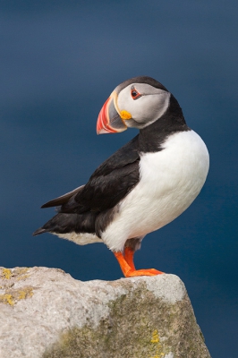 Portret van de zeer fotogenieke papegaaiduiker, gefotografeerd op Saltee Island voor de kust van Ierland.