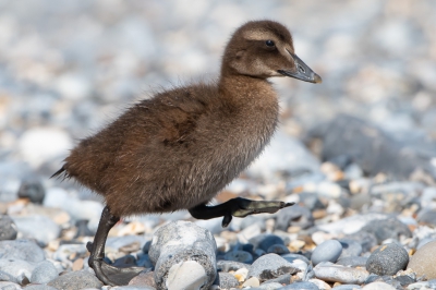 <i class='fa fa-user'></i> Hans Overduin |   Eider  <i class='fa fa-eye'> 191</i>   <i class='fa fa-comment-o'> 4</i>