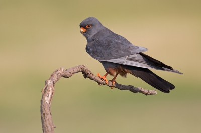 <i class='fa fa-user'></i> Luc Meert |   Roodpootvalk  <i class='fa fa-eye'> 421</i>  <i class='fa fa-thumbs-up'> 5</i>   <i class='fa fa-comment-o'> 7</i>