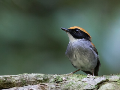 <i class='fa fa-user'></i> Paul van Giersbergen |   Zwartwangmuggeneter  <i class='fa fa-eye'> 189</i>   <i class='fa fa-comment-o'> 3</i>