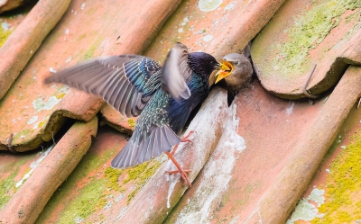 <i class='fa fa-user'></i> rbos |   Spreeuw  <i class='fa fa-eye'> 364</i>  <i class='fa fa-thumbs-up'> 1</i>   <i class='fa fa-comment-o'> 5</i>