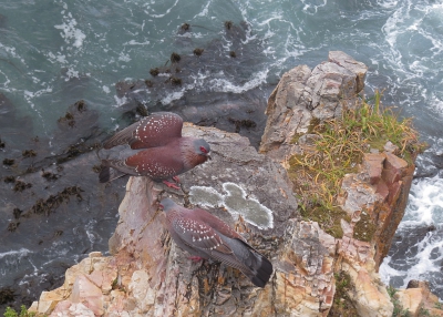 <i class='fa fa-user'></i> sieb |   Gespikkelde Duif  <i class='fa fa-eye'> 387</i>  <i class='fa fa-thumbs-up'> 7</i>   <i class='fa fa-comment-o'> 9</i>