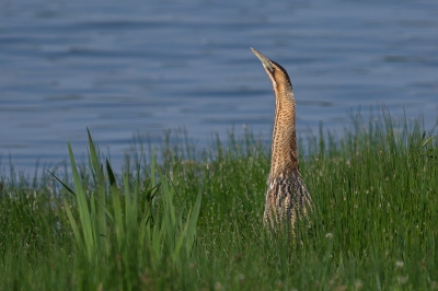 <i class='fa fa-user'></i> advanduren |   Roerdomp  <i class='fa fa-eye'> 353</i>  <i class='fa fa-thumbs-up'> 4</i>   <i class='fa fa-comment-o'> 8</i>