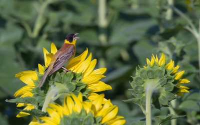 <i class='fa fa-user'></i> Marco Simonis |   Zwartkopgors  <i class='fa fa-eye'> 329</i>   <i class='fa fa-comment-o'> 6</i>