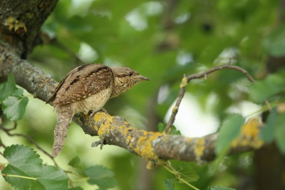 <i class='fa fa-user'></i> Frank Kremer |   Draaihals  <i class='fa fa-eye'> 343</i>  <i class='fa fa-thumbs-up'> 1</i>   <i class='fa fa-comment-o'> 6</i>