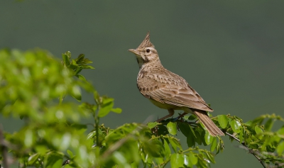 <i class='fa fa-user'></i> Leo Tukker |   Kuifleeuwerik  <i class='fa fa-eye'> 259</i>   <i class='fa fa-comment-o'> 4</i>