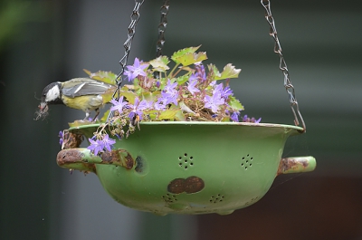 Neem oma's oude vergiet, boor drie gaatjes tegenover elkaar, haal bij het tuincentrum een kettinkje voor een hanging basket, monteer die aan het vergiet, leg drie boterhamzakjes op de bodem, vul het met potgrond en een hang plantje en zie daar....een nostalgisch hanging basket.