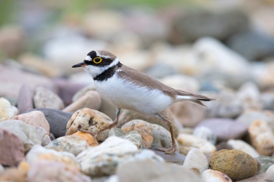 <i class='fa fa-user'></i> vanmarle |   Kleine Plevier  <i class='fa fa-eye'> 213</i>  <i class='fa fa-thumbs-up'> 2</i>   <i class='fa fa-comment-o'> 3</i>