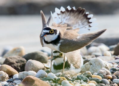 <i class='fa fa-user'></i> vanmarle |   Kleine Plevier  <i class='fa fa-eye'> 279</i>  <i class='fa fa-thumbs-up'> 2</i>   <i class='fa fa-comment-o'> 3</i>