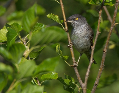 <i class='fa fa-user'></i> Boudewijn Schreiner |   Sperwergrasmus  <i class='fa fa-eye'> 360</i>  <i class='fa fa-thumbs-up'> 7</i>   <i class='fa fa-comment-o'> 6</i>