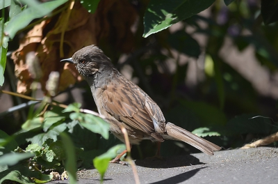 Dit kleine zangertje is een meerwaarde voor iedere achtertuin, gelukkig ook in die van mij.