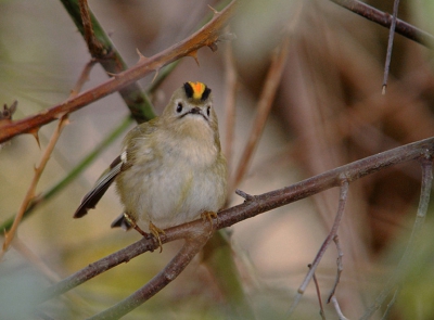 Dat was een leuke middag, ook hier in Wijchen zitten Goudvinken,putters e.d. Alles in een uurtje tegen gekomen.
Kamera gehaald en vlug nog wat gefotografeerd. Dit vuurgoudhaantje bleef leuk voor me zitten en keek me aan.