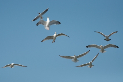 <i class='fa fa-user'></i> P.Teune |   Kokmeeuw  <i class='fa fa-eye'> 242</i>   <i class='fa fa-comment-o'> 3</i>