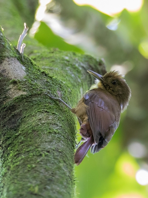 <i class='fa fa-user'></i> Paul van Giersbergen |   Lijstermuisspecht  <i class='fa fa-eye'> 136</i>   <i class='fa fa-comment-o'> 0</i>