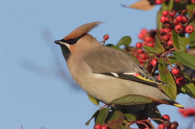 Pestvogel uit een groep van 20, fouragerend op een contoneaster.