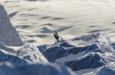 <i class='fa fa-user'></i> Eef Kieft |   Tapuit  <i class='fa fa-eye'> 253</i>   <i class='fa fa-comment-o'> 3</i>