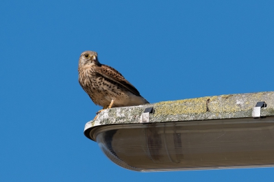 Went out to explore new area as highlighted at Zuidhollandslandschap.nl

nice area with good variety of birds