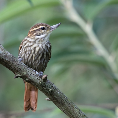 <i class='fa fa-user'></i> Paul van Giersbergen |   Gestreepte Xenops  <i class='fa fa-eye'> 158</i>  <i class='fa fa-thumbs-up'> 3</i>   <i class='fa fa-comment-o'> 2</i>