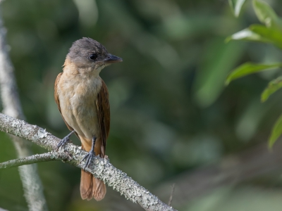 <i class='fa fa-user'></i> Paul van Giersbergen |   Kuifbekarde  <i class='fa fa-eye'> 149</i>   <i class='fa fa-comment-o'> 1</i>