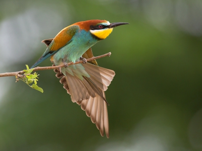 <i class='fa fa-user'></i> Luc Meert |   Bijeneter  <i class='fa fa-eye'> 339</i>  <i class='fa fa-thumbs-up'> 9</i>   <i class='fa fa-comment-o'> 6</i>