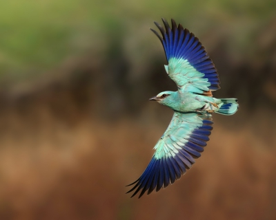 <i class='fa fa-user'></i> Frank Kremer |   Scharrelaar  <i class='fa fa-eye'> 553</i>  <i class='fa fa-thumbs-up'> 24</i>   <i class='fa fa-comment-o'> 16</i>