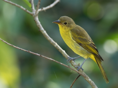 <i class='fa fa-user'></i> Paul van Giersbergen |   Geelstuittangare  <i class='fa fa-eye'> 162</i>   <i class='fa fa-comment-o'> 1</i>