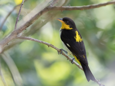 <i class='fa fa-user'></i> Paul van Giersbergen |   Geelstuittangare  <i class='fa fa-eye'> 163</i>   <i class='fa fa-comment-o'> 3</i>