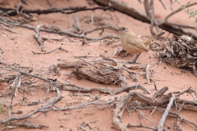 <i class='fa fa-user'></i> Martjan Lammertink |   Bruine Galito  <i class='fa fa-eye'> 209</i>   <i class='fa fa-comment-o'> 4</i>