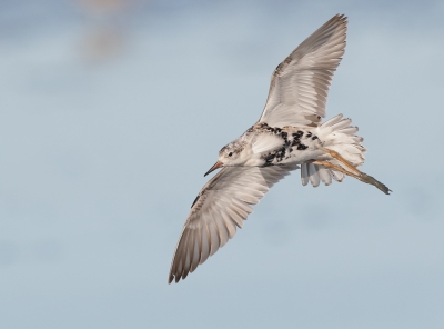 <i class='fa fa-user'></i> Ben Reitsma |   Kemphaan  <i class='fa fa-eye'> 322</i>  <i class='fa fa-thumbs-up'> 4</i>   <i class='fa fa-comment-o'> 7</i>