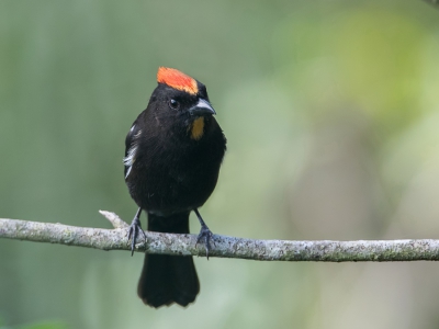 <i class='fa fa-user'></i> Paul van Giersbergen |   Vuurkuiftangare  <i class='fa fa-eye'> 147</i>  <i class='fa fa-thumbs-up'> 1</i>   <i class='fa fa-comment-o'> 2</i>