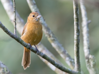 <i class='fa fa-user'></i> Paul van Giersbergen |   Vuurkuiftangare  <i class='fa fa-eye'> 126</i>   <i class='fa fa-comment-o'> 2</i>