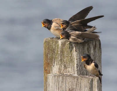 <i class='fa fa-user'></i> rietgors |   Boerenzwaluw  <i class='fa fa-eye'> 263</i>  <i class='fa fa-thumbs-up'> 10</i>   <i class='fa fa-comment-o'> 11</i>