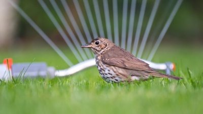 <i class='fa fa-user'></i> Gert-Jan Cromwijk |   Zanglijster  <i class='fa fa-eye'> 197</i>   <i class='fa fa-comment-o'> 6</i>