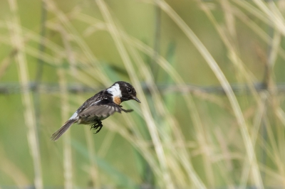 Vanmorgen vroeg op pad naar Flakkee. Allerlei mooie soorten lieten zien. De kers op de taart was toch deze 'biddende' Roodborsttapuit. Ik heb er echt van zitten genieten, tussen het maken van de foto's door.