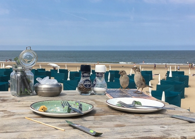 <i class='fa fa-user'></i> hansgans |   Huismus  <i class='fa fa-eye'> 516</i>  <i class='fa fa-thumbs-up'> 7</i>   <i class='fa fa-comment-o'> 15</i>