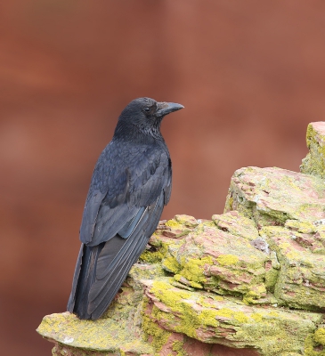 <i class='fa fa-user'></i> thijsglastra |   Zwarte Kraai  <i class='fa fa-eye'> 248</i>  <i class='fa fa-thumbs-up'> 2</i>   <i class='fa fa-comment-o'> 11</i>