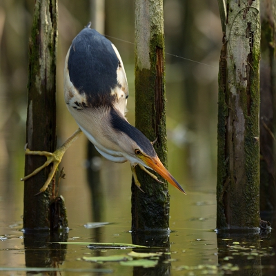 <i class='fa fa-user'></i> Boudewijn Schreiner |   Woudaap  <i class='fa fa-eye'> 605</i>  <i class='fa fa-thumbs-up'> 21</i>   <i class='fa fa-comment-o'> 18</i>